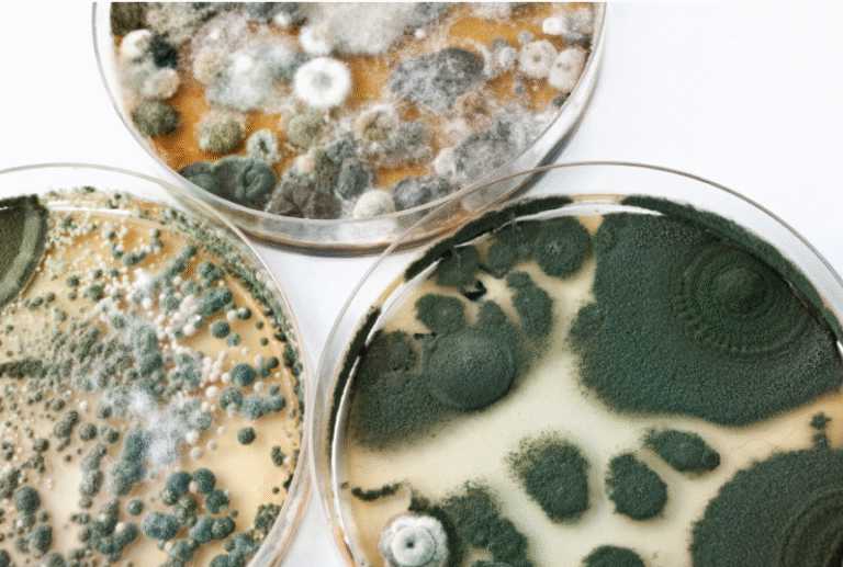 How do I know if toxic Mold is affecting my health?